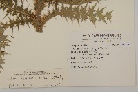 阿里山薊藏品圖，第2張