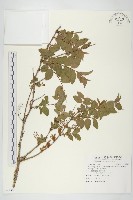 臺灣馬桑藏品圖，第1張