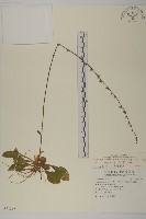 臺灣鬼督郵藏品圖，第1張