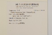 野茼蒿藏品圖，第2張