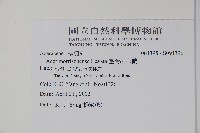 臺灣紅榨槭藏品圖，第2張