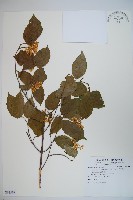 紅子莢迷藏品圖，第1張