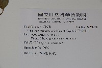 紅子莢迷藏品圖，第2張