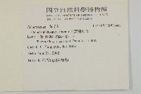 大葉南蛇藤藏品圖，第2張