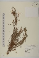 細葉山艾藏品圖，第1張