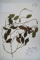 紅子莢迷藏品圖，第1張