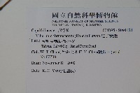 紅子莢迷藏品圖，第2張