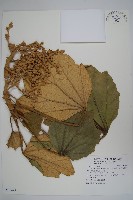 華參、裡白八角金盤藏品圖，第1張