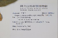 華參、裡白八角金盤藏品圖，第2張