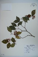 紅子莢迷藏品圖，第1張