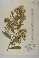 薄葉艾納香藏品圖，第1張