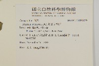 薄葉艾納香藏品圖，第2張