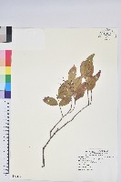 巒大越橘藏品圖，第1張