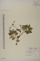 茯苓菜藏品圖，第1張