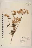 臺灣澤蘭藏品圖，第1張