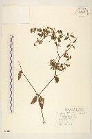 豨薟藏品圖，第1張