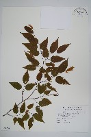 阿里山千金榆藏品圖，第1張