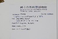 阿里山千金榆藏品圖，第2張