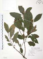 台灣山桂花藏品圖，第1張