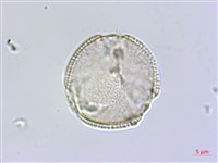 臺灣瑞木藏品圖，第1張