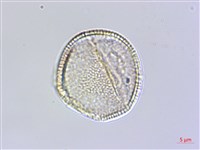 臺灣瑞木藏品圖，第2張