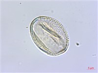 臺灣瑞木藏品圖，第3張