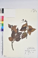 珍珠花、長尾葉越橘藏品圖，第1張