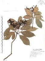 豬腳楠藏品圖，第1張