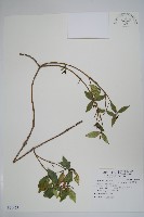 台灣念珠藤藏品圖，第1張