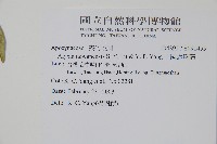 台灣念珠藤藏品圖，第2張