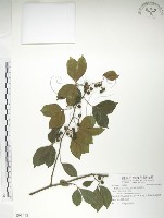 飛龍掌血藏品圖，第1張