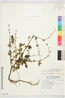 臭垂桉草藏品圖，第1張