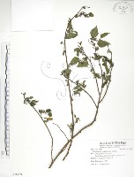 小構樹藏品圖，第1張