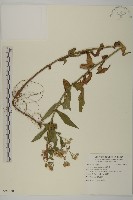 山白蘭藏品圖，第1張