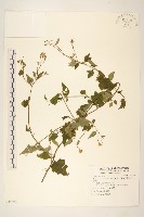 黃菀藏品圖，第1張