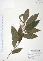 台灣山桂花藏品圖，第1張