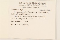 小舌菊、蔓綿菜藏品圖，第2張