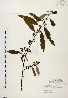 山胡椒藏品圖，第1張