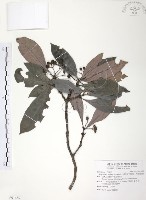 九節木、牛屎烏、青龍吐霧藏品圖，第1張