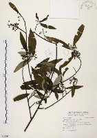 山胡椒藏品圖，第1張