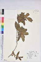 金毛杜鵑藏品圖，第1張