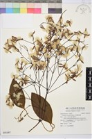 厚葉鐵線蓮藏品圖，第2張