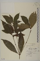 草珊瑚、紅果金粟蘭藏品圖，第1張