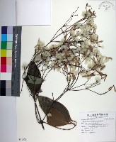 厚葉鐵線蓮藏品圖，第1張