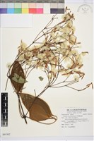 厚葉鐵線蓮藏品圖，第2張