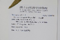 阿里山千金榆藏品圖，第2張