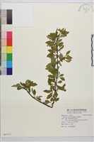 小葉鼠李藏品圖，第1張