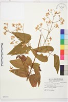 麥氏鐵線蓮藏品圖，第2張