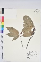青剛櫟、鐵椆藏品圖，第1張