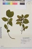 中原氏鼠李藏品圖，第1張